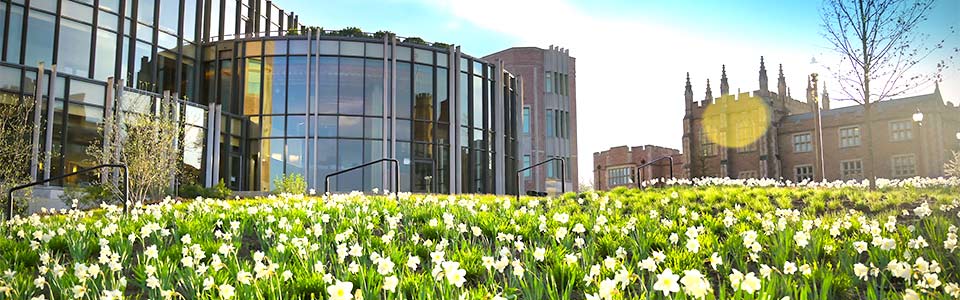 daffodils in a field, new glass building, older brick building