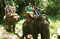 two elephants with people riding on them