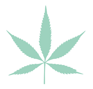 marijuana leaves