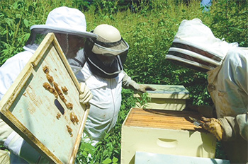three people in full-body beekeeping suits open a beehive