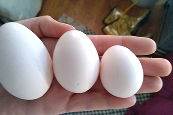 hand holds three eggs of different sizes