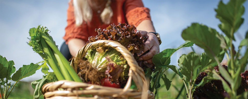 person lifts lettuce from a basket