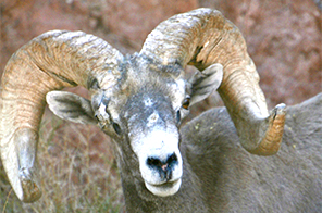 mountain goat with curling horns