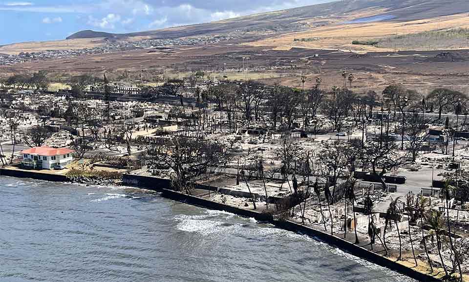 burned landscape with ash and barren trees